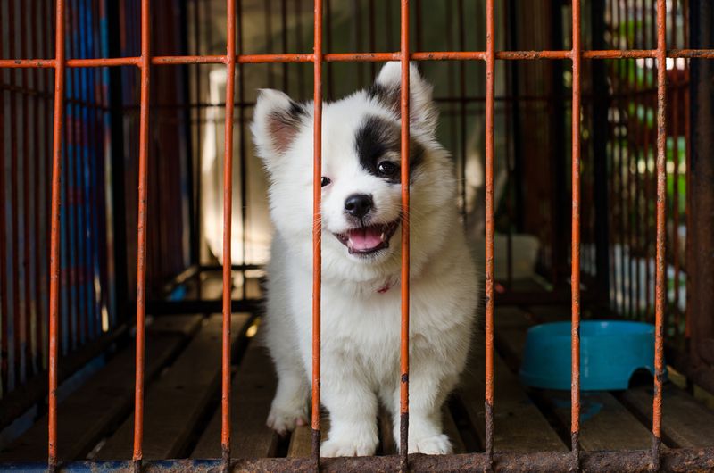Myth 5: Shelter Dogs Are Not Purebred