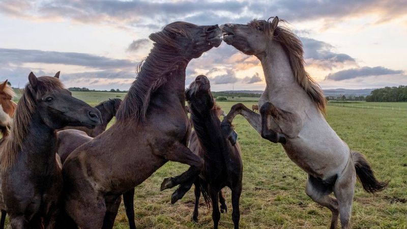 Myth 5: Wild Horses Are Aggressive