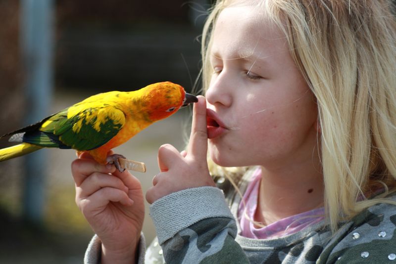 Myth 6: Birds Can't Communicate