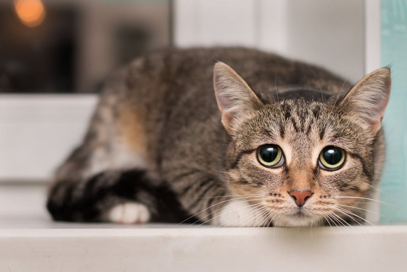Myth 6: Rescue Cats are Old and Boring