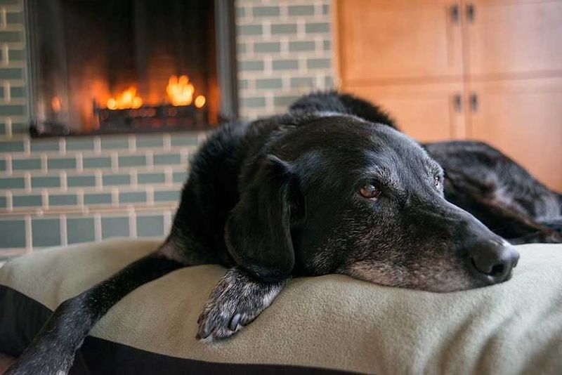 Myth 6: Senior Dogs Can't Adjust to Change