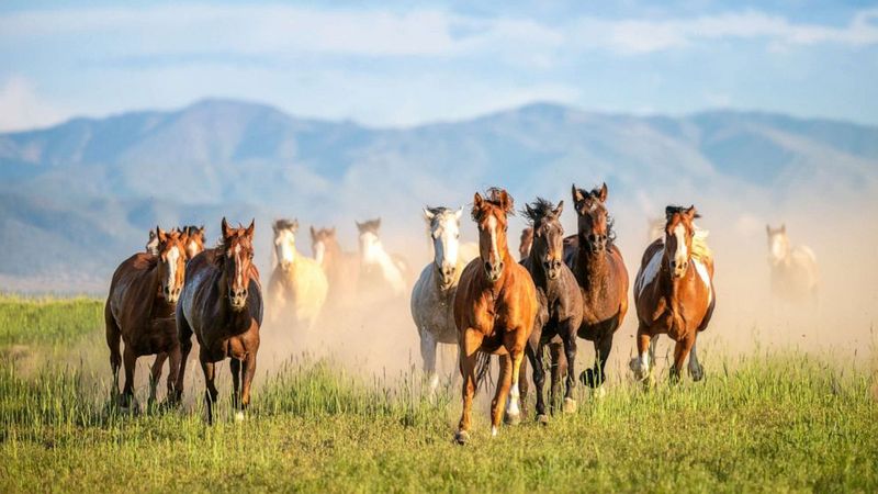 Myth 6: Wild Horses Are Overpopulated