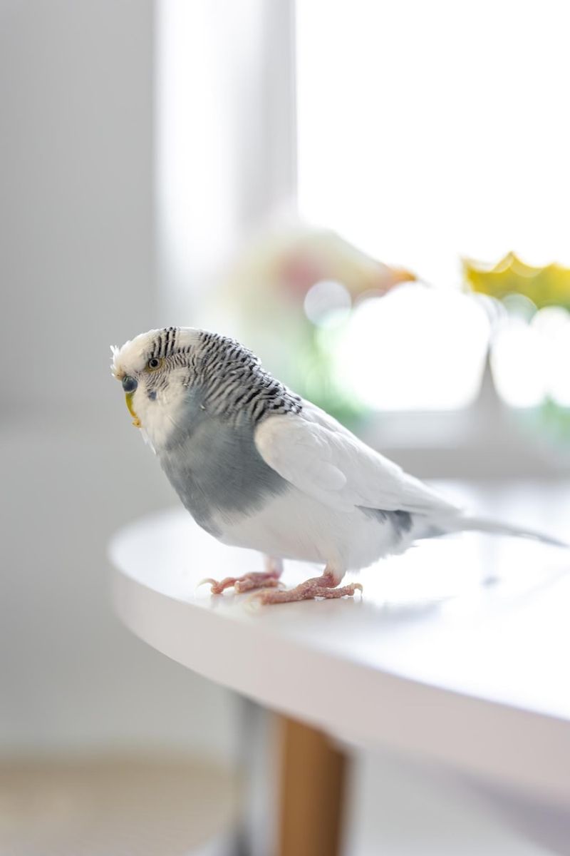 Myth 7: All Birds Live in Cages