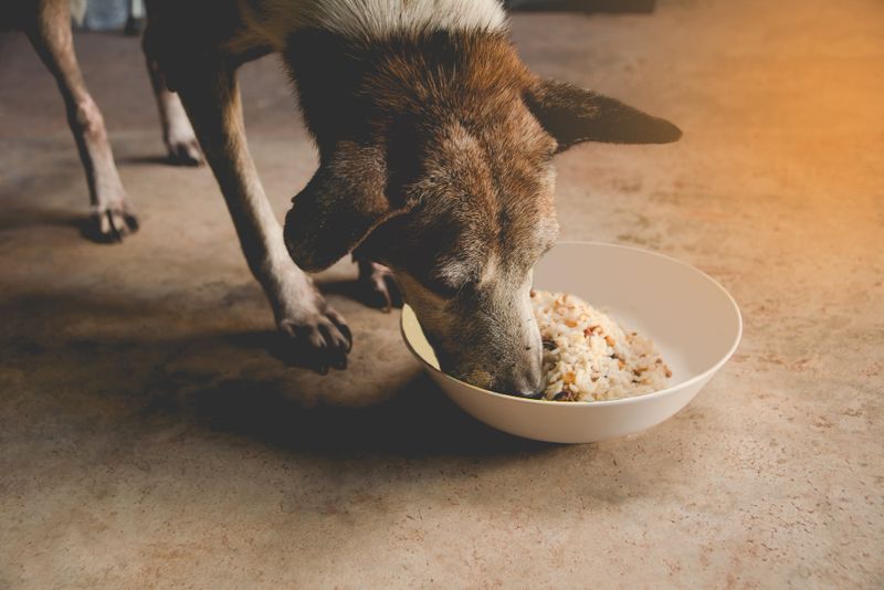 Myth 7: Senior Dogs Should Only Eat Soft Food