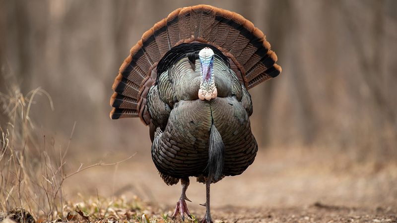 Myth 7: Turkeys Never Return to the Same Spot