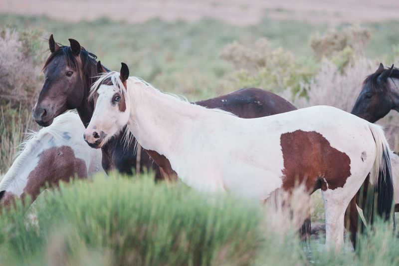 Myth 7: Wild Horses Don’t Contribute to Biodiversity