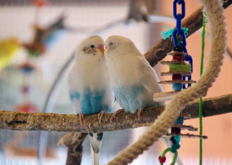 Myth 8: Birds Don't Require Social Interaction