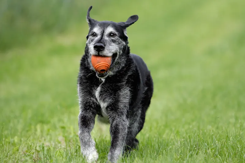 Myth 8: Senior Dogs Are Always Low Energy