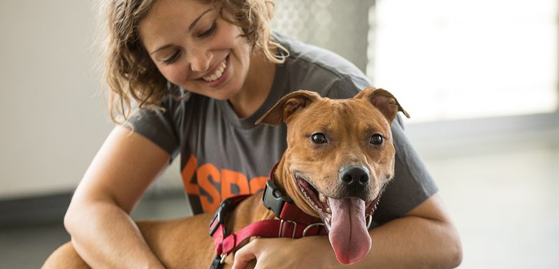 Myth 8: Shelter Dogs Are Temporary
