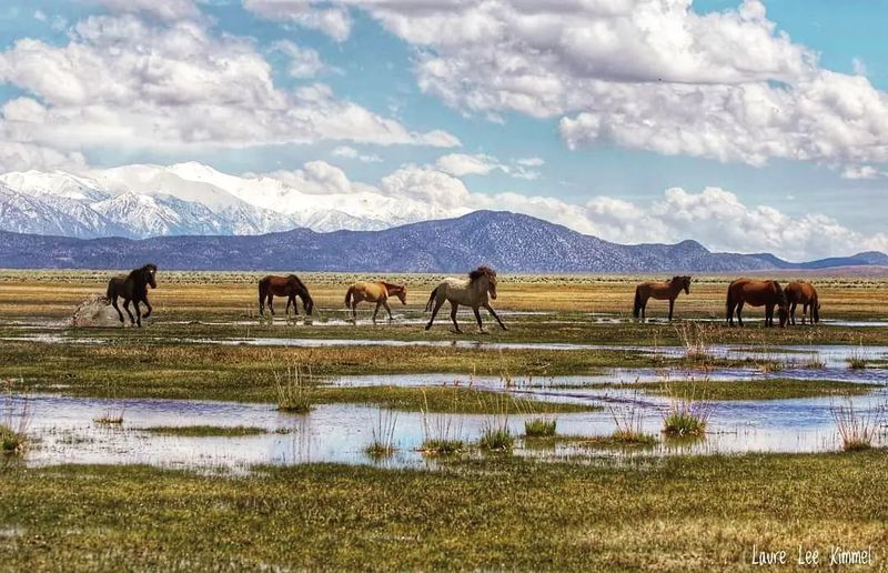 Myth 8: Wild Horses Can’t Survive Without Human Intervention