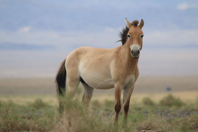 Myth 9: All Wild Horses Live in Herds