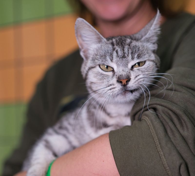 Myth 9: Rescue Cats are Set in Their Ways