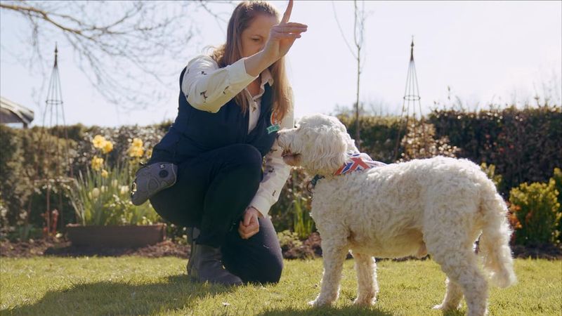 Myth 9: Senior Dogs Don't Need Training