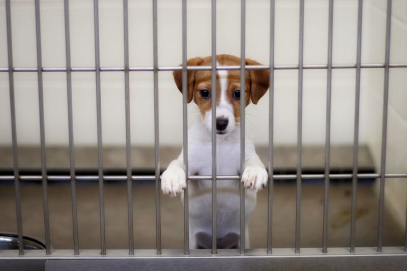 Myth 9: Shelter Dogs Are Damaged Goods