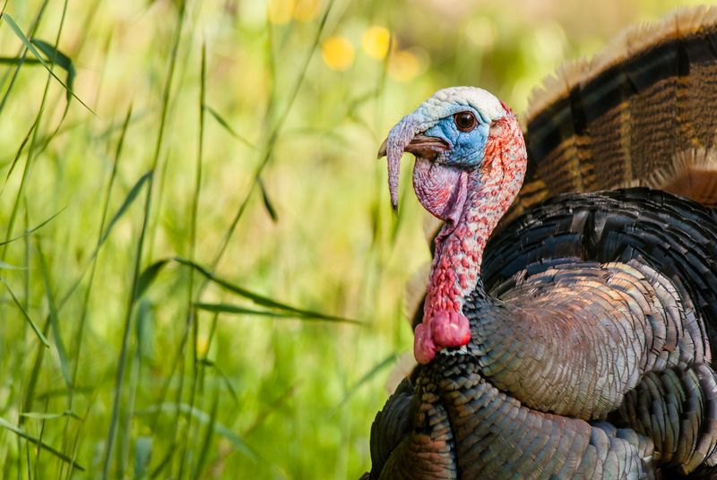 Myth 9: Turkeys Can't See Well