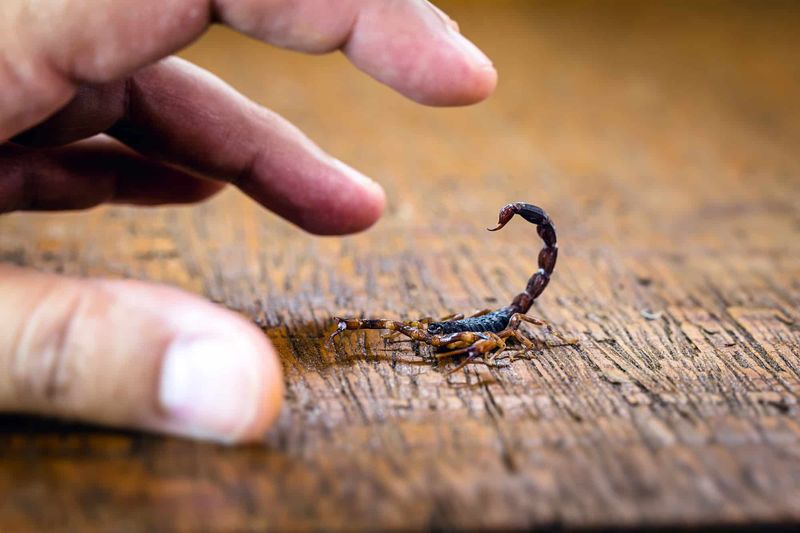 Myth: All Scorpion Stings are Fatal