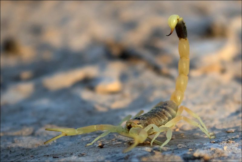 Myth: All Scorpions are Deadly