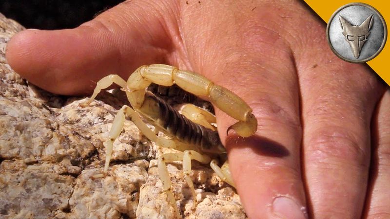 Myth: Venom Has No Medical Use
