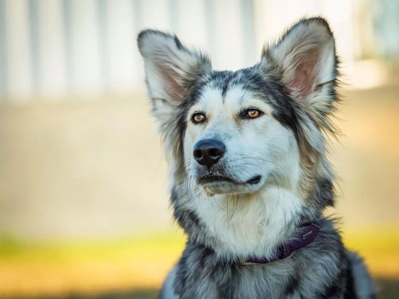 Nala the Siberian Husky-Border Collie Mix
