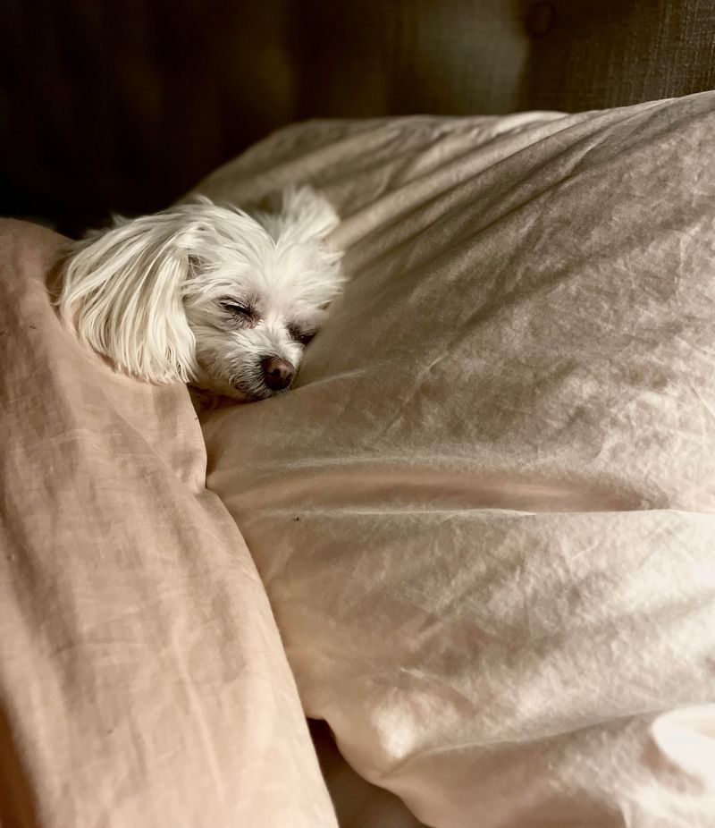 Nap Time Expert