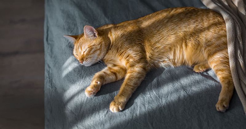 Nap Time Sovereign