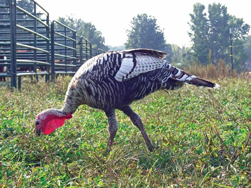 Narragansett Turkey