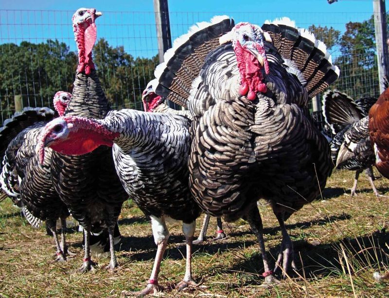 Narragansett Turkey