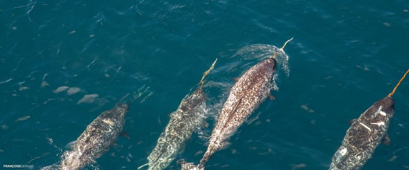 Narwhal
