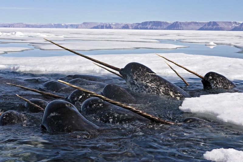 Narwhal's Spiraled Tusk