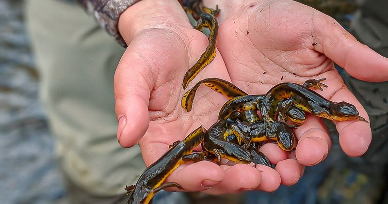 Natural Bait Selection