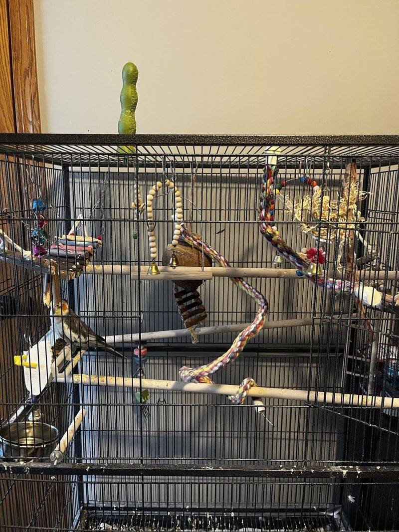 Natural Branch Perches
