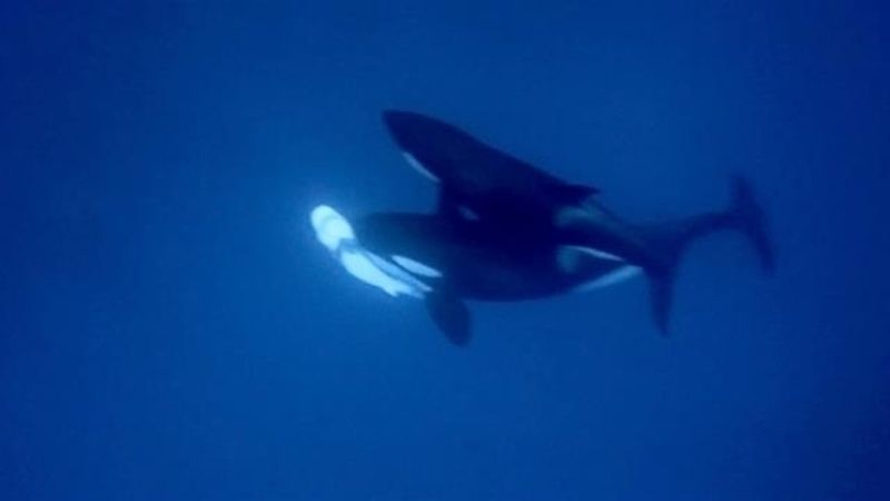Natural Predators