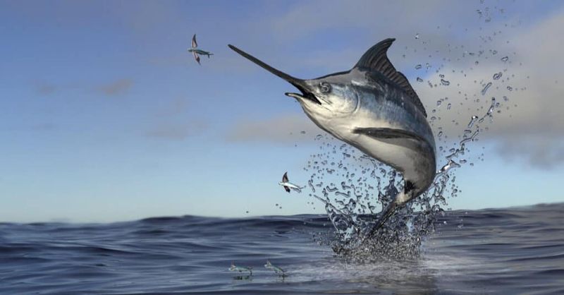 Natural Predators