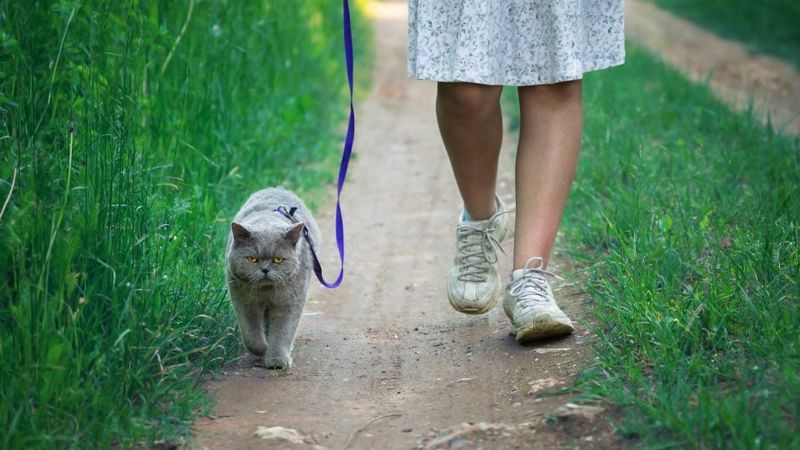 Nature Walks with Cats