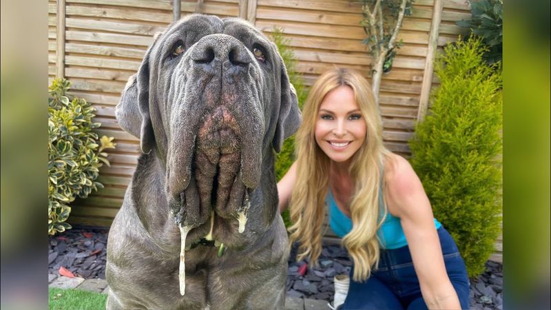 Neapolitan Mastiff