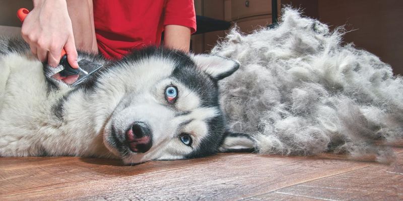 Neglecting Grooming Needs