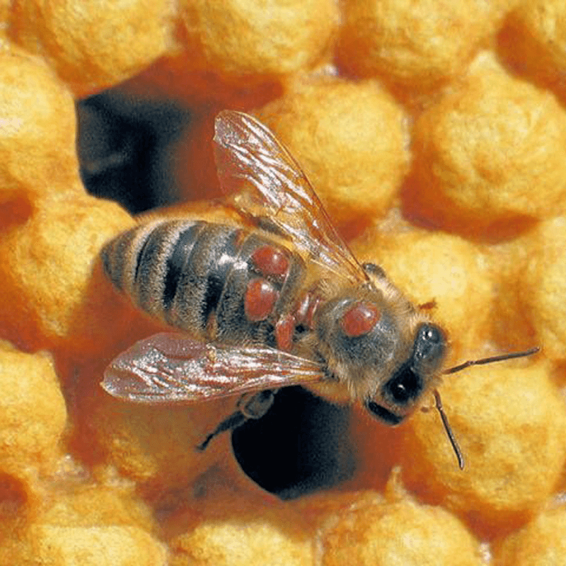 Neglecting Varroa Mite Management