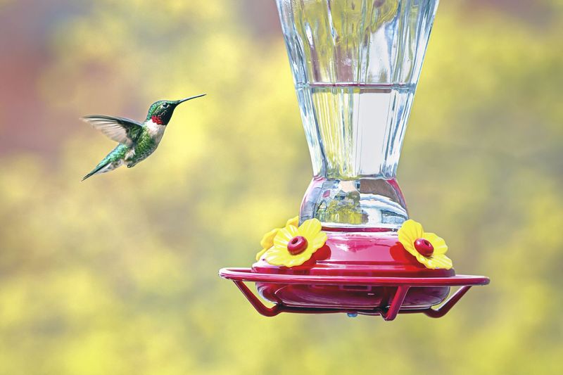 Neglecting to Clean Feeders
