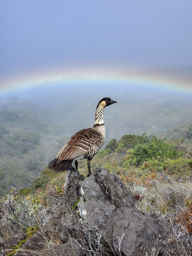 Nēnē (Hawaiian Goose)