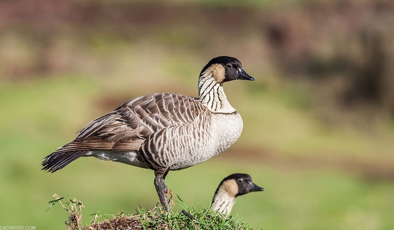 Nēnē (Hawaiian Goose)