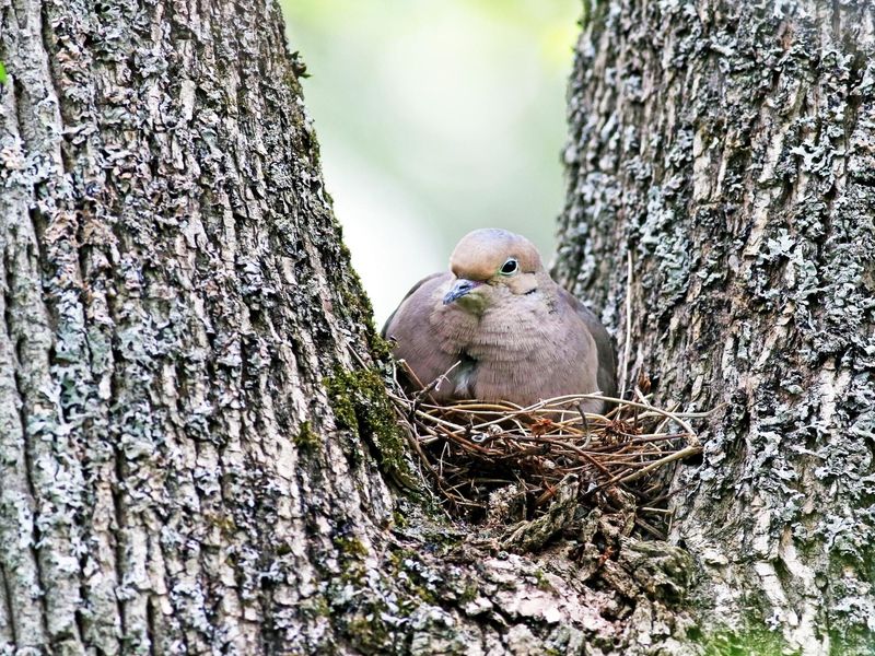 Nesting Habits