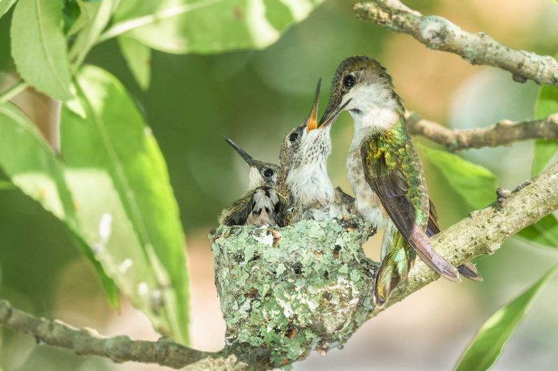 Nesting Habits