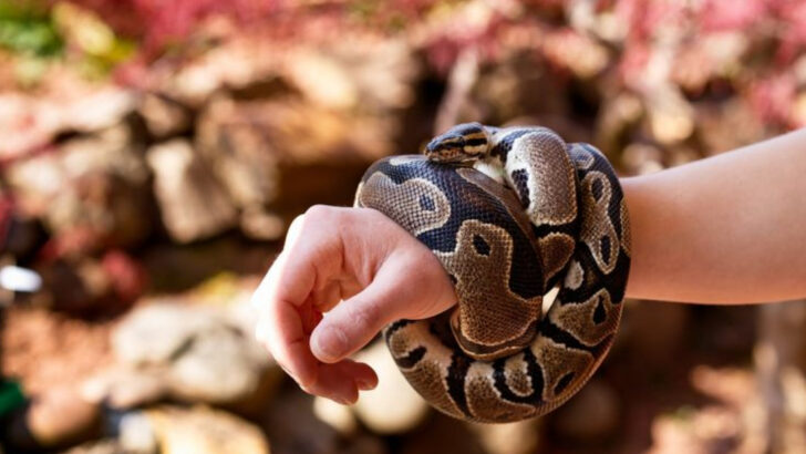 Never Buy These 10 Pet Reptiles as a Beginner (These 10 Are Much Easier)