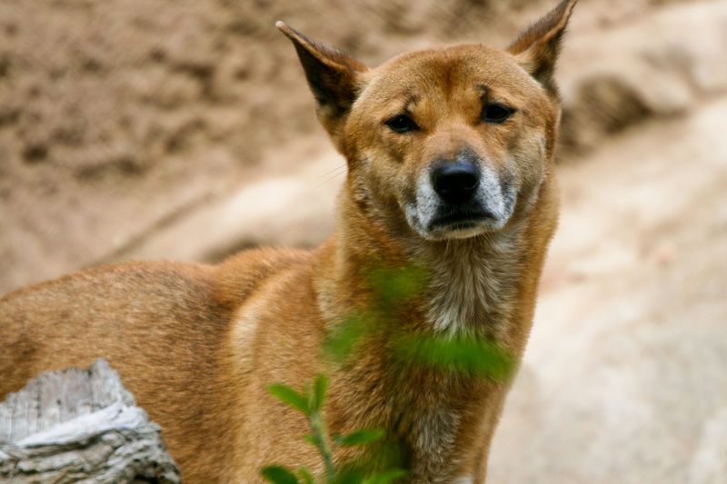 New Guinea Singing Dog