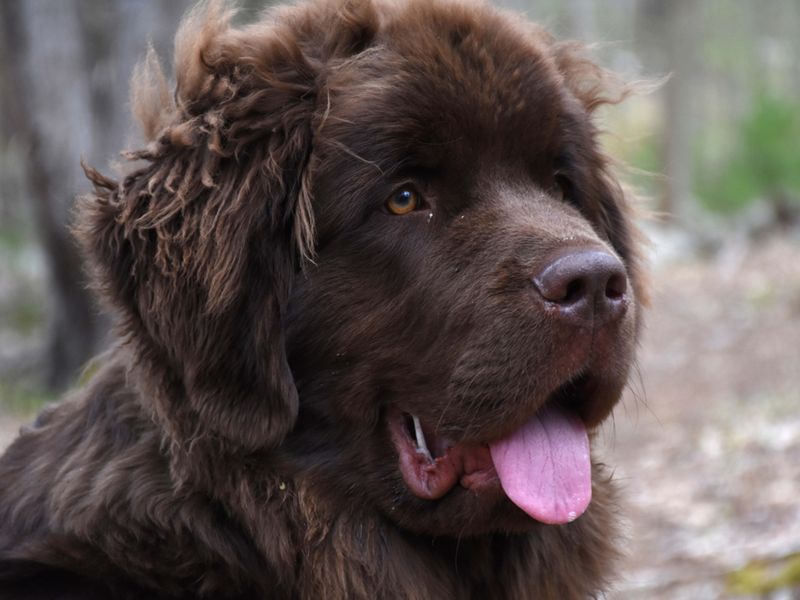 Newfoundland