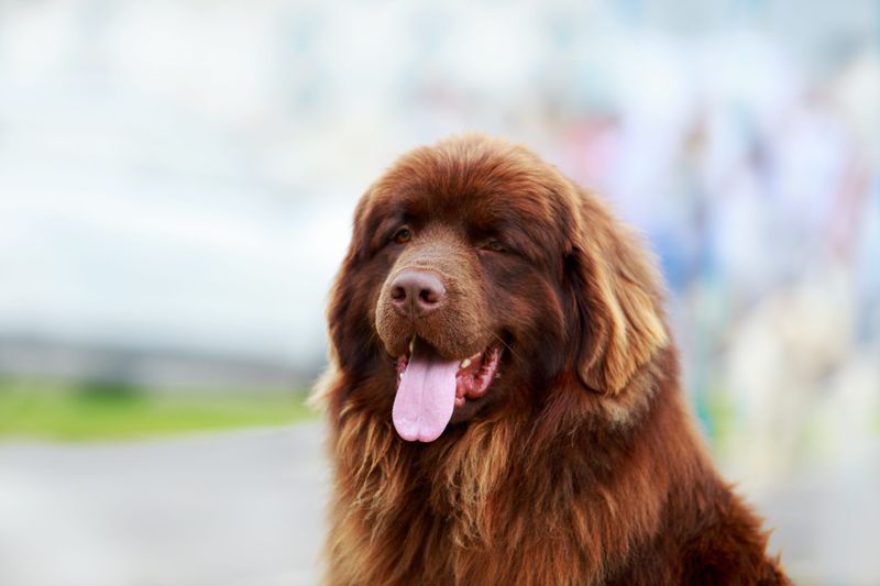 Newfoundland