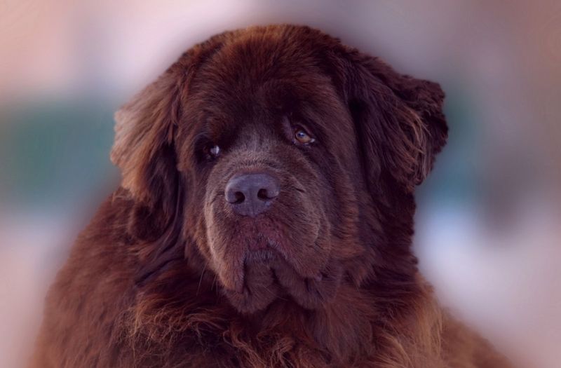 Newfoundland