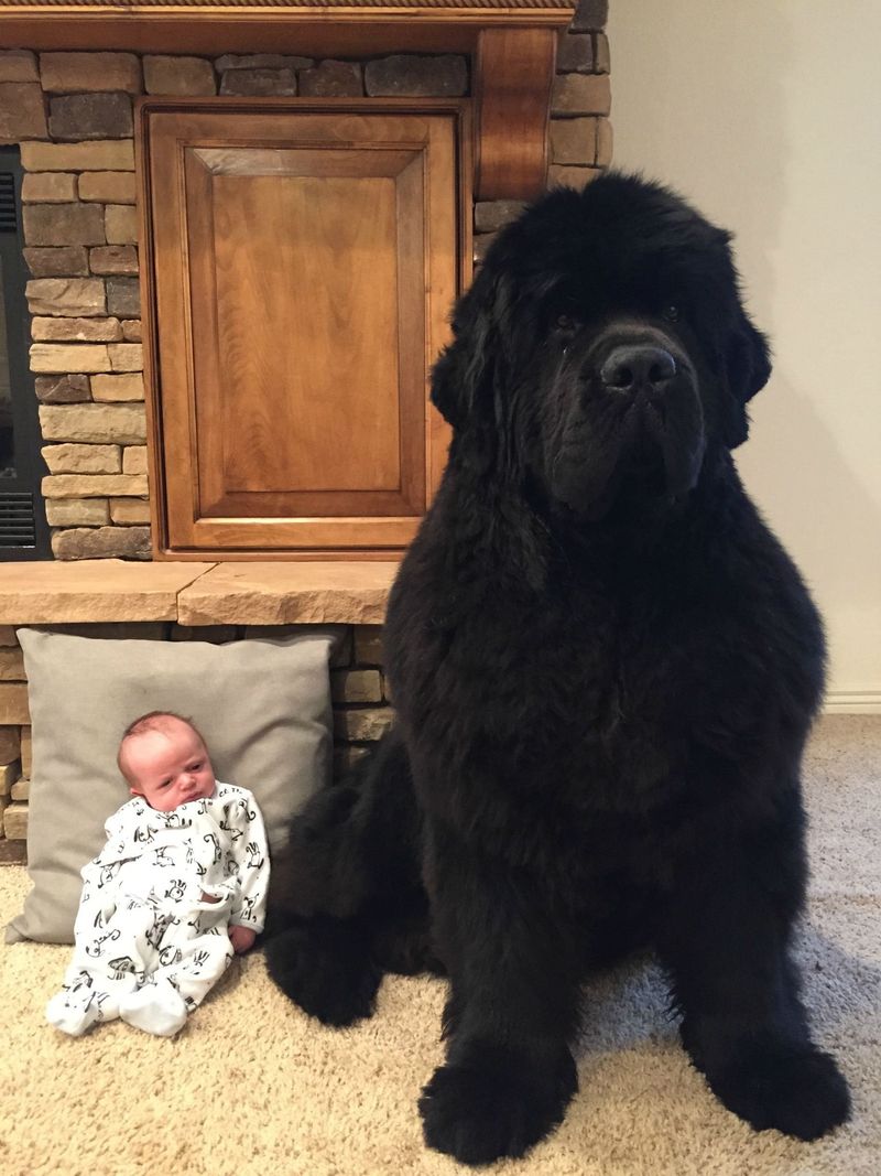 Newfoundland's Gentle Giant