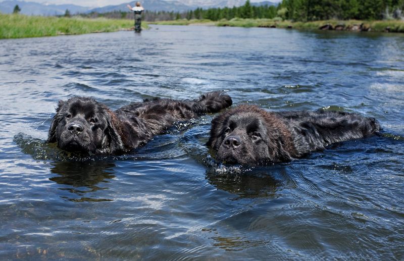 Newfoundland