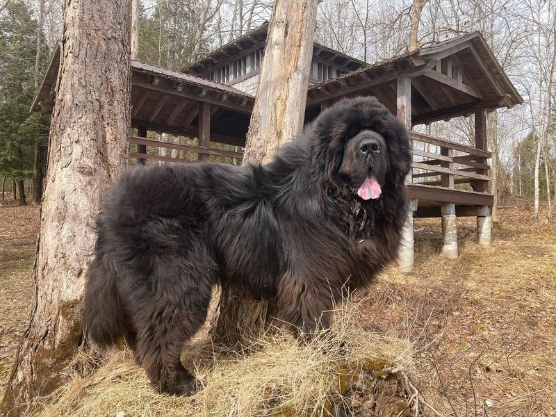Newfoundland